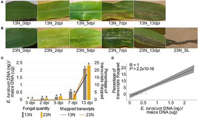 Time-Course RNAseq Reveals Exserohilum turcicum Effectors and Pathogenicity Determinants